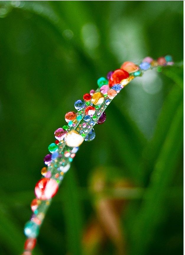 blade of grass with shining drops of varied colour