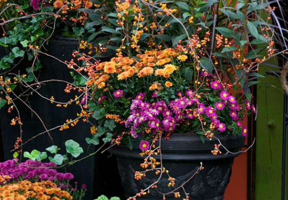 casual fun fall outdoor floral urns with vines and a mix of colours