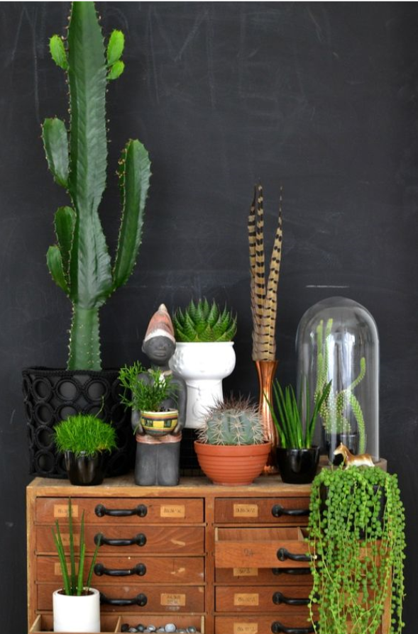charming casual living room vignette with chalkboard wall paint, small natural wood dresser, and healthy house plants