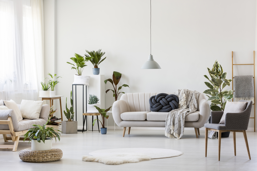 large, open contemporary living room with white three seater sofa and several healthy house plants