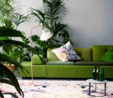 wide view of Boho style living room with funky bright moss green sofa and healthy palm house plant